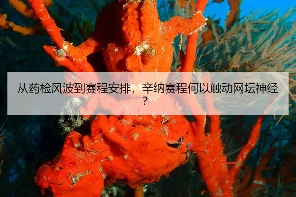 从药检风波到赛程安排，辛纳赛程何以触动网坛神经？